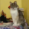 Отзыв от Кира Лаврентьева